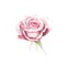 Watercolor pink rose flower plant herb spring flora isolated