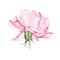 Watercolor pink rose flower plant herb spring flora isolated