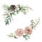 Watercolor pink roses and pine cone composition. Hand painted floral vintage flowers, seeds and snowberries isolated on