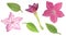 Watercolor pink tobacco flowers, bud and leaves set. Hand drawn floral elements illustration on white background for