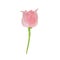 Watercolor pink transparent layered Flower tulip on white background