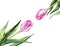 Watercolor pink tulip flower couple pair two composition nature sample isolated