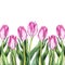 Watercolor pink tulip flower nature border frame