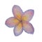 Watercolor plumeria clipart