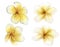 Watercolor plumeria set. Hand painted tropical flowers isolated on white background. Frangipani. Floral illustration for