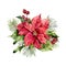 Watercolor poinsettia with Christmas floral decor. Hand painted traditional flower and plants: holly, mistletoe, berries