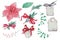 Watercolor poinsettia. Hand painted christmas flower illustration isolated on white background.