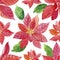 Watercolor poinsettia seamless pattern on white background.