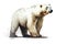 Watercolor polar bear illustration on white background