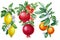 Watercolor pomegranate, lemon, tangerine, fruit painted isolated natural organic fresh, illustration on white background