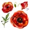 Watercolor Poppies Set.