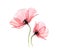 Watercolor Poppy artwork. Transparent big and small flowers isolated on white. Hand painted illustration with detailed