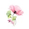 Watercolor Poppy bouquet. Big pink flower with leaves and berries isolated on white. Hand painted artwork with detailed