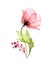 Watercolor Poppy bouquet. Transparent flower with leaf and berries isolated on white. Hand painted artwork with detailed