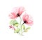 Watercolor Poppy bouquet. Two pink flowers with leaves and berries isolated on white. Hand painted artwork with detailed