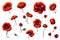 Watercolor poppy Clipart Set, Realistic Floral Illustrations