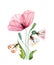 Watercolor poppy flower with moth. Big transparent pink flower with three colorful butterflies. Hand painted print ready