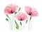 Watercolor Poppy flowers. Summer field flowers with green leaves. Floral print ready artwork. Realistic botanical