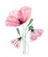 Watercolor poppy plant. Big transparent pink flower with two butterflies. Hand painted print ready abstract artwork