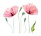 Watercolor Poppy set. Summer field flowers with green leaves. Floral collection with detailed transparent petals