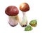 Watercolor porcini mushroom  illustration isolated