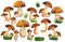 Watercolor porcini set isolated white background