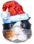 Watercolor portrait of abyssinian guinea pig with Santa hat on white background