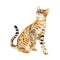 Watercolor portrait of American Savannah cat on white background. Hand drawn sweet home pet