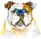 Watercolor portrait of bulldog with butterfly on its nose