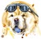 Watercolor portrait of chow-chow dog with biker sunglasses