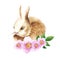 Watercolor portrait of cute light brown rabbit with beautiful blooming twig of rosehip isolated on white background. Hand drawn