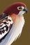 Watercolor portrait of cute northern harrier bird.