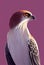 Watercolor portrait of cute northern harrier bird.