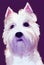 Watercolor portrait of cute West Highland White Terrier dog.