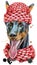 Watercolor portrait doberman in a knitted hat