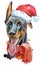 Watercolor portrait doberman with Santa hat