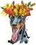 Watercolor portrait doberman in a wreath of autumn leaves