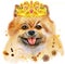 Watercolor portrait of dog pomeranian spitz with golden crown