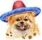 Watercolor portrait of dog pomeranian spitz in sombrero