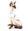 Watercolor portrait of a graceful cat. Siamese cat