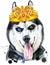 Watercolor portrait of husky with golden crown