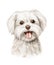 Watercolor portrait of maltese bichon lapdog character dog