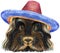 Watercolor portrait of Merino guinea pig in sombrero hat on white background