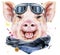 Watercolor portrait of pig with biker sunglasses
