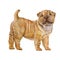 Watercolor portrait of red, apricot dilute Shar Pei puppy breed dog on white background. Hand drawn sweet pet