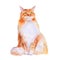 Watercolor portrait of red maine coon long hair cat on white background. Hand drawn sweet home pet