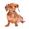 Watercolor portrait of red smooth Dachshund breed, german barger dog, on white background