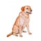 Watercolor portrait of red, white Labrador retriever breed gun dog, Lab on white background. Hand drawn pet