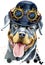 Watercolor portrait of rottweiler with hat bowler and steampunk glasses