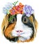 Watercolor portrait of Sheltie Guinea Pig with freesia wreath on white background